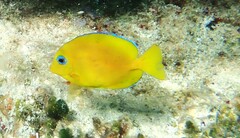 Blue tang