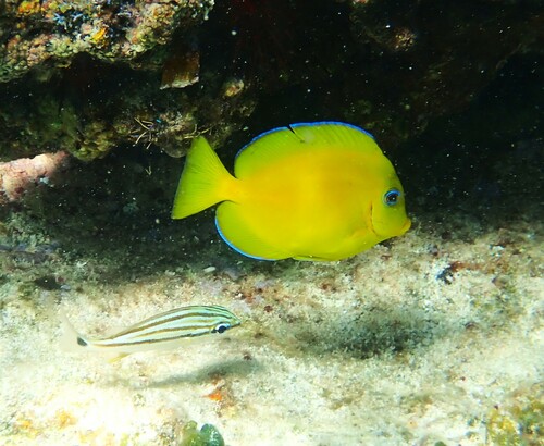 Photo of Blue tang surgeonfish (Acanthurus coeruleus)