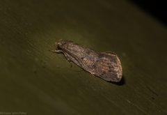 Syncometes vilis