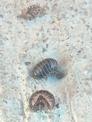 Armadillidium