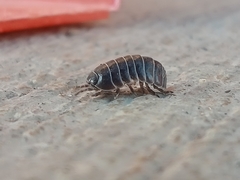 Armadillidium