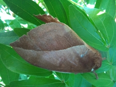 Automeris naranja