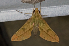 Xylophanes rothschildi