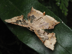 Krananda semihyalina