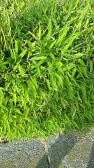 Muehlenbeckia platyclada