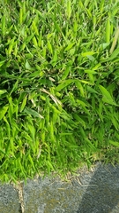 Muehlenbeckia platyclada