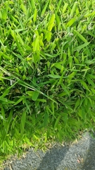 Muehlenbeckia platyclada