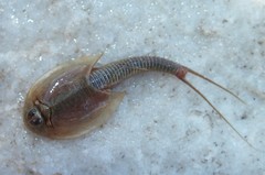 Triops
