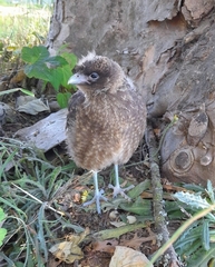 Daptrius chimango temucoensis