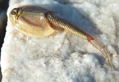 Triops