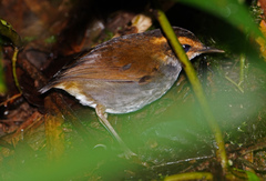 Urosphena whiteheadi