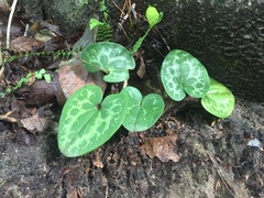 Hexastylis virginica