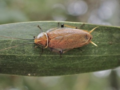 Balta bicolor