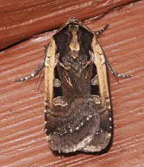 Parabagrotis exsertistigma