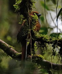 Harpactes whiteheadi