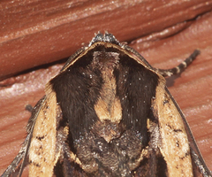 Parabagrotis exsertistigma