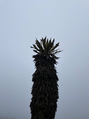 Espeletia