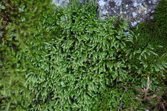 Scleropodium obtusifolium