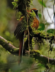 Harpactes whiteheadi