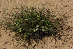 Chlaenosciadium gardneri