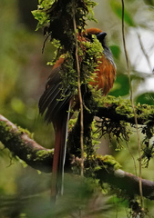 Harpactes whiteheadi