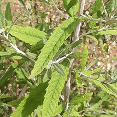 Olearia phlogopappa