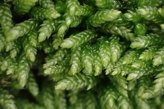 Scleropodium obtusifolium