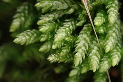 Scleropodium obtusifolium