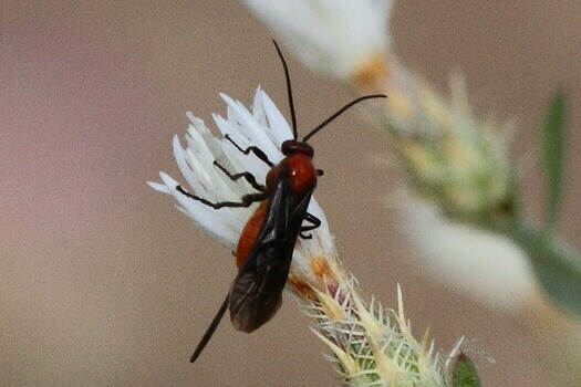 Bracon urinator