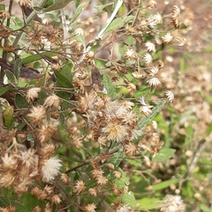 Olearia phlogopappa
