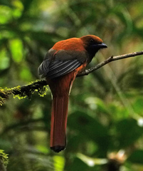 Harpactes whiteheadi