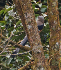 Dendrocitta cinerascens