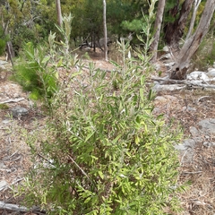 Olearia phlogopappa