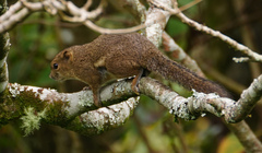 Callosciurus orestes