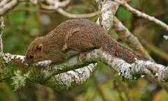 Callosciurus orestes