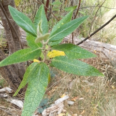 Prostanthera lasianthos