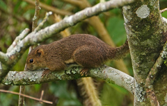 Callosciurus orestes