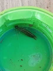 Euborellia annulipes