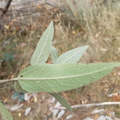 Prostanthera lasianthos
