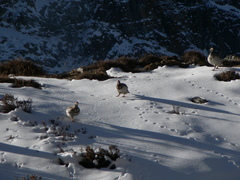 Tetraogallus tibetanus