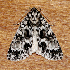 Acronicta fragilis