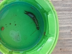 Euborellia annulipes