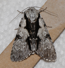 Acronicta funeralis