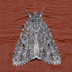 Acronicta impleta