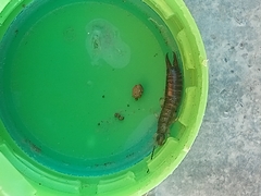 Euborellia annulipes