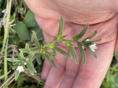Buglossoides arvensis