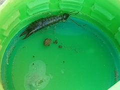 Euborellia annulipes