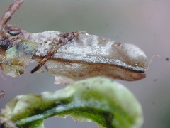 Pallavicinia lyellii