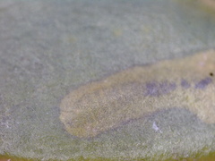 Phytomyza ilicicola