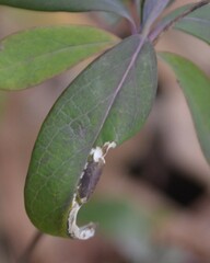 Phyllonorycter fragilella